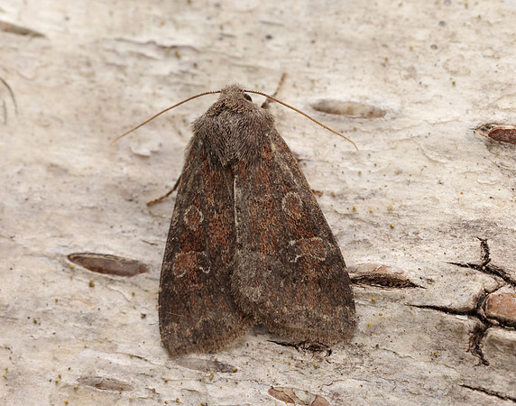 73.221 BF2268 Suspected Parastichtis suspecta