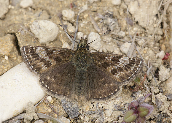 Dingy Skipper Erynnis tages