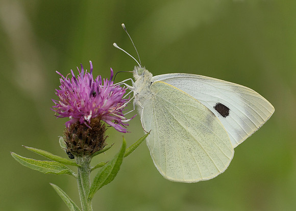 Large White Pieris brassicae