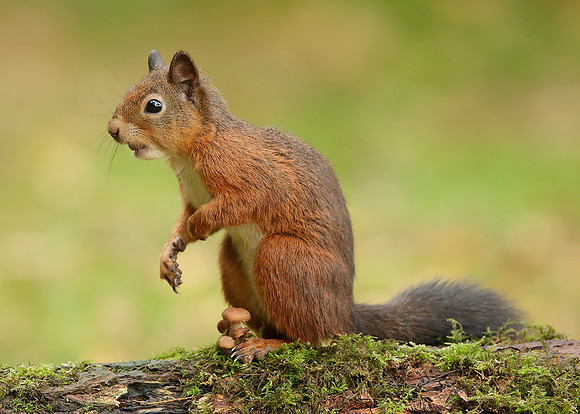 Red Squirrel Sciurus vulgaris