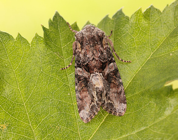 73.265 BF2156 Beautiful Brocade Lacanobia contigua