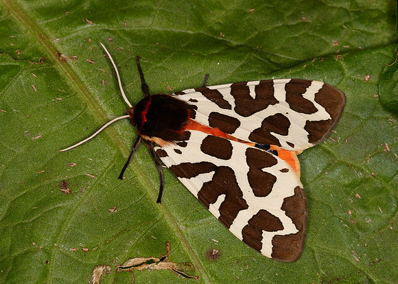 72.026 BF2057 Garden Tiger Arctia caja