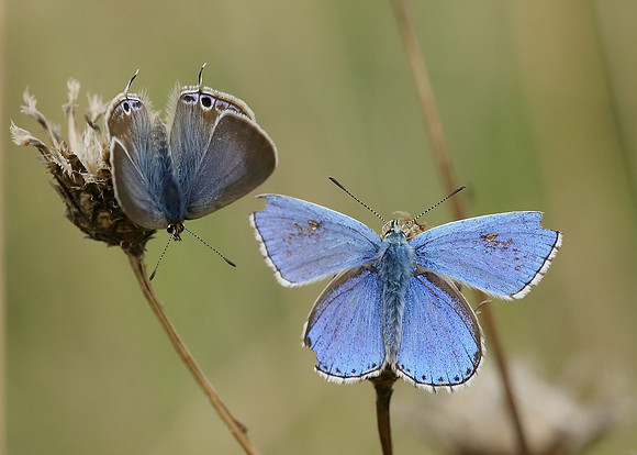Long-tailed Blue Lampides boeticus