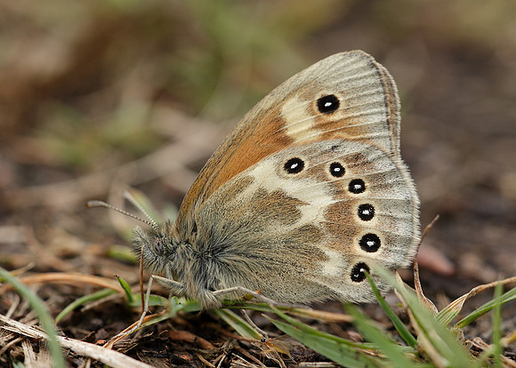 Large Heath Coenonympha tullia davus