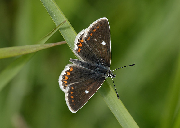 Northern Brown Argus Aricia artaxerxes artaxerxes