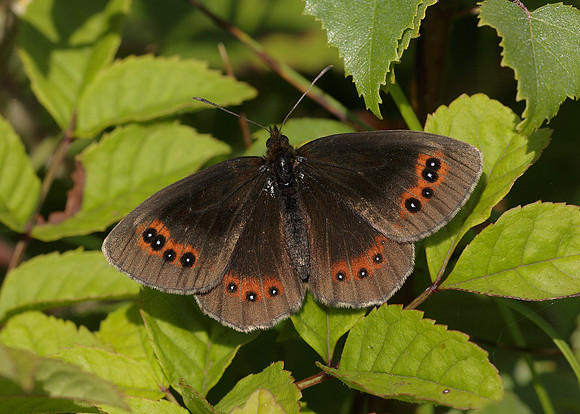 Scotch Argus Erebia aethiops