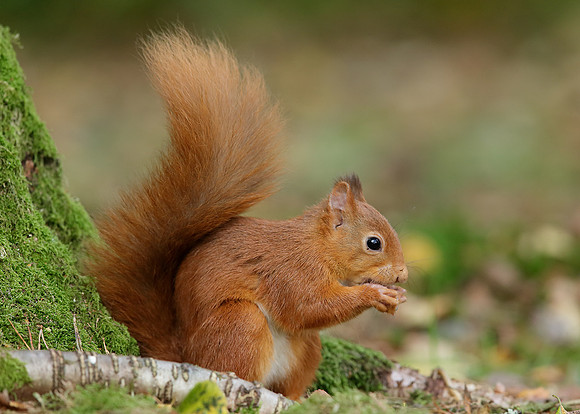 Red Squirrel Sciurus vulgaris