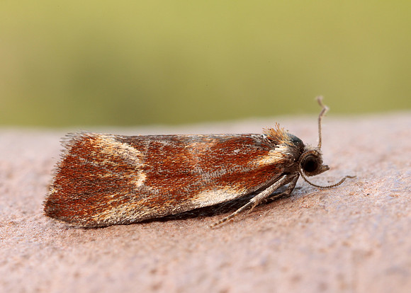 49.090 BF1015 Eulia ministrana