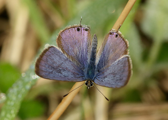 Long-tailed Blue Lampides boeticus