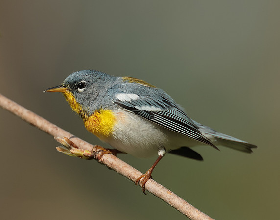 Northern Parula
