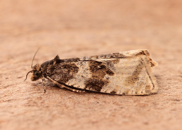 49.154 BF1087 Orthotaenia undulana