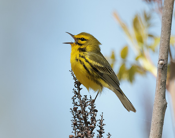 Prairie Warbler Setophaga discolor