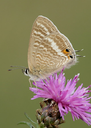 Long-tailed Blue Lampides boeticus