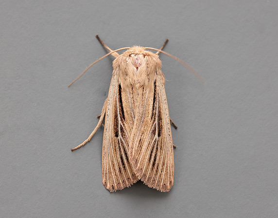 73.301 BF2205 Shoulder-striped Wainscot Leucania comma
