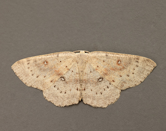 70.032 BF1677 Birch Mocha Cyclophora albipunctata