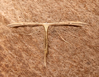 45.044 BF1524 Common Plume Emmelina monodactyla