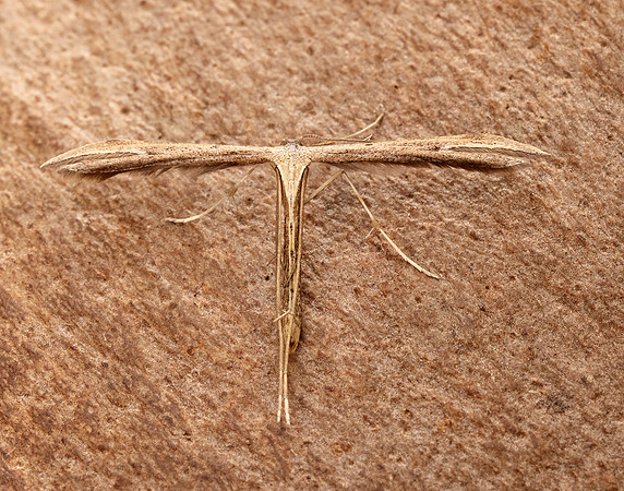 45.044 BF1524 Common Plume Emmelina monodactyla
