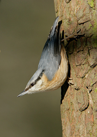 Nuthatch Sitta europaea