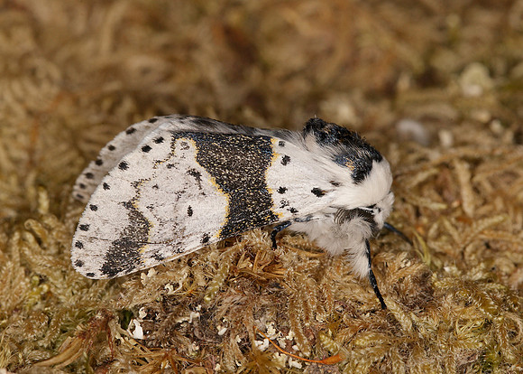 71.006 BF1996 Alder Kitten Furcula bicuspis