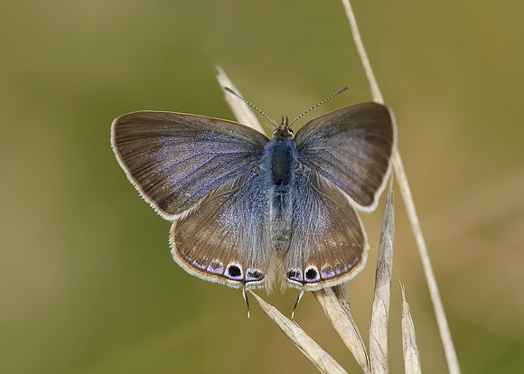 Long-tailed Blue Lampides boeticus