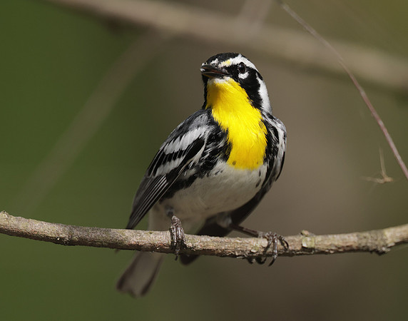 Yellow-throated Warbler  Setophaga dominica