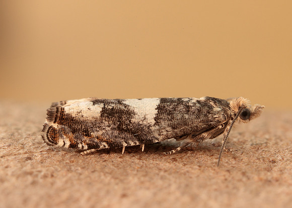 49.243 BF1135 Epinotia demarniana