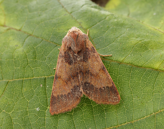 73.188 BF2265 Flounced Chestnut Agrochola helvola
