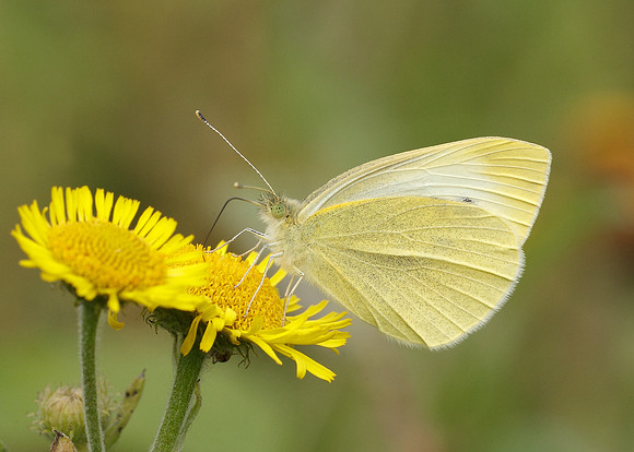 Small White Pieris rapae