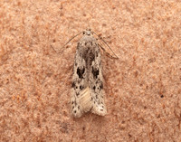35.151 BF770 Carpatolechia proximella