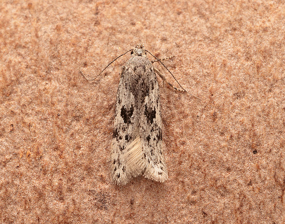 35.151 BF770 Carpatolechia proximella