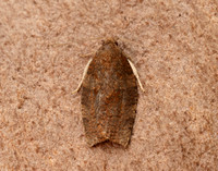 49.026 BF972 Dark Fruit-tree Tortrix Pandemis heparana
