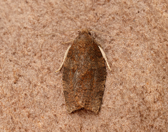 49.026 BF972 Dark Fruit-tree Tortrix Pandemis heparana