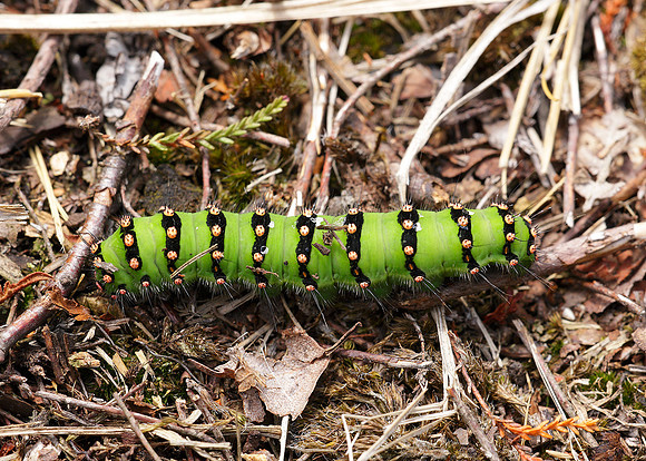 68.001BF 1643 Emperor Moth Saturnia pavonia