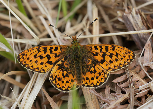Pearl-Bordered Fritillary Boloria euphrosyne