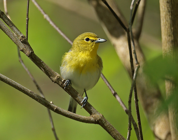 Yellow-throated Vireo Vireo flavifrons