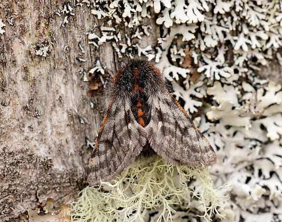 70.249 BF1929 Rannoch Brindled Beauty Lycia lapponaria