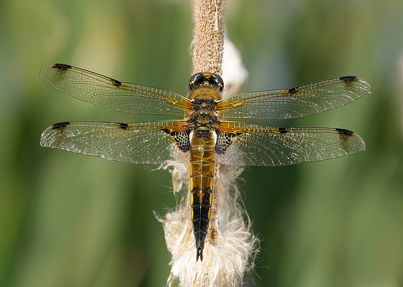 Four-spotted Chaser Libellula quadrimaculata
