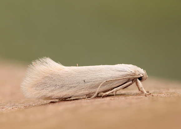 38.004 BF610 Elachista argentella