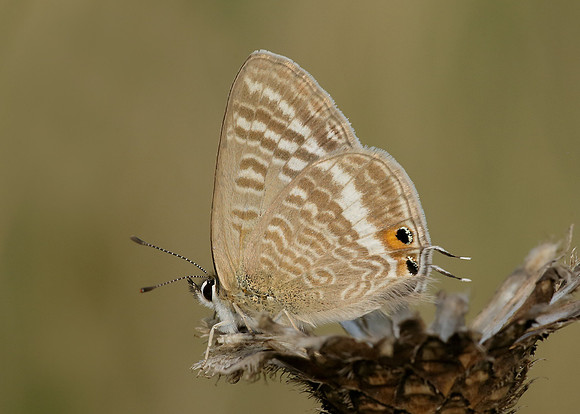 Long-tailed Blue Lampides boeticus