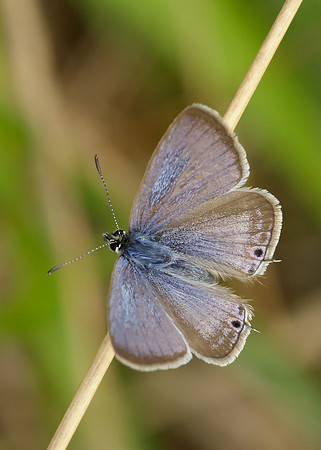 Long-tailed Blue Lampides boeticus