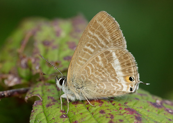 Long-tailed Blue Lampides boeticus