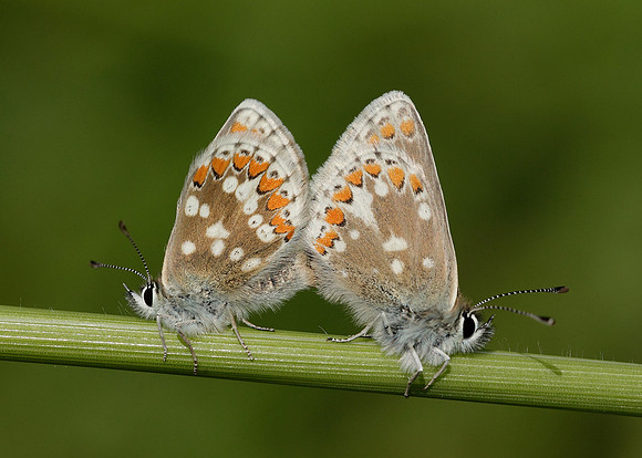 Northern Brown Argus Aricia artaxerxes artaxerxes