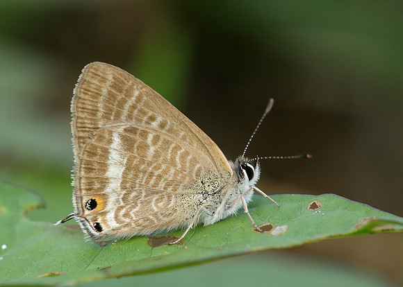Long-tailed Blue Lampides boeticus