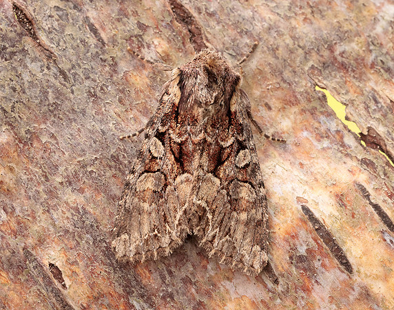 73.264 BF2158 Pale-shouldered Brocade Lacanobia thalassina