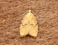 49.062 BF1036 Acleris forsskaleana