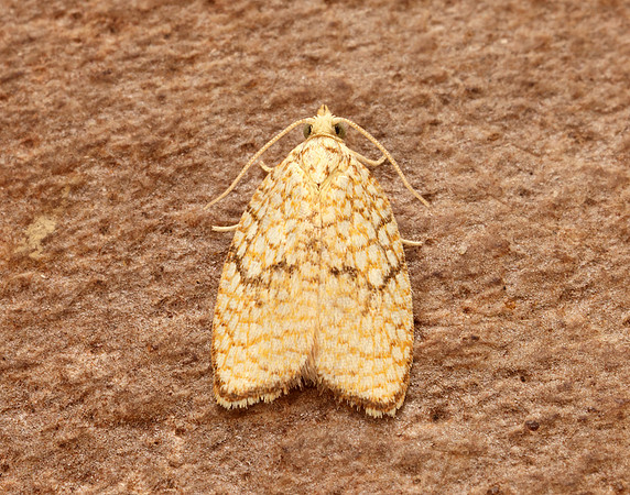 49.062 BF1036 Acleris forsskaleana