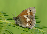 Large Heath Coenonympha tullia davus