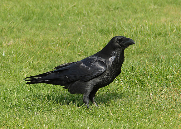 Raven Corvus corax