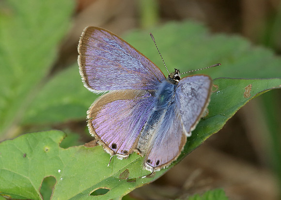 Long-tailed Blue Lampides boeticus