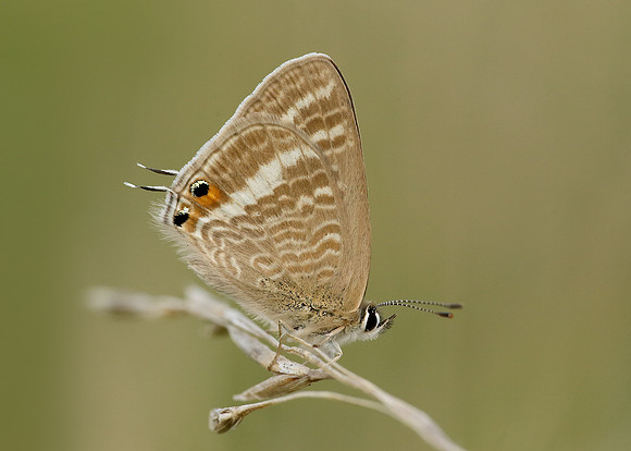 Long-tailed Blue Lampides boeticus